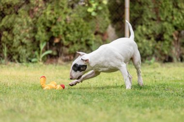 Bull Terrier köpeği çimlerin üzerinde turuncu oyuncakla oynuyor.