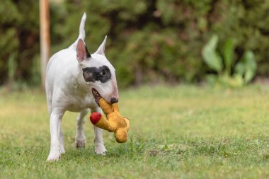 Bull Terrier köpeği çimlerin üzerinde turuncu oyuncakla oynuyor.