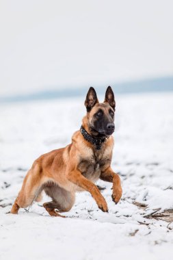 Karda Belçika Çoban Köpeği. Kış manzarasında Malinois köpeği