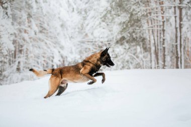 Karda Belçika Çoban Köpeği. Kış manzarasında Malinois köpeği