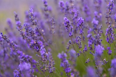 Mor Lavanta Çiçeklerinin Macro Ayrıntıları