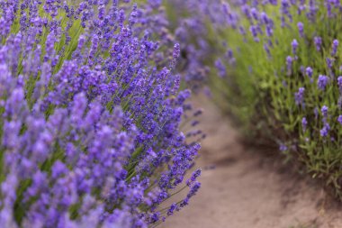 Güzel Mor Lavanta Tarlası Toprak Yürüme Yolu
