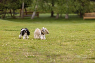 Yeşil Çimlerde İki Oyuncu Shih Tzu Köpeği 