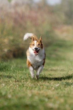 Çayırda tam teşekküllü çalışan melez köpek.