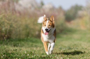 Aktif Melez Köpek Doğal Çimenler Tarlasında Koşuyor