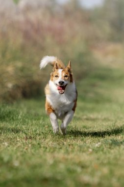 Çayırda tam teşekküllü çalışan melez köpek.