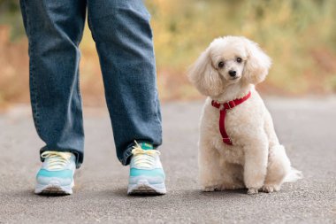 İtaatkar Beyaz Kaniş Açık havada Sahibinin Yanında Oturuyor