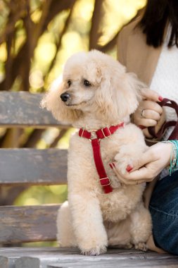 Beyaz Kaniş Köpeği Sahibi ile Ahşap Bençte Oturuyor