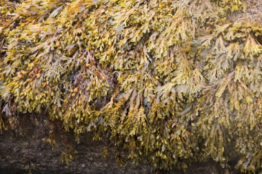 Geçmişi. Bir kayanın üzerindeki yosunlu doğal desen. Fransa. Avrupa