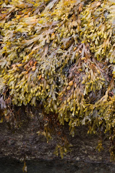 stock image Backgrounds. Natural pattern with algae on a rock. France. Europe