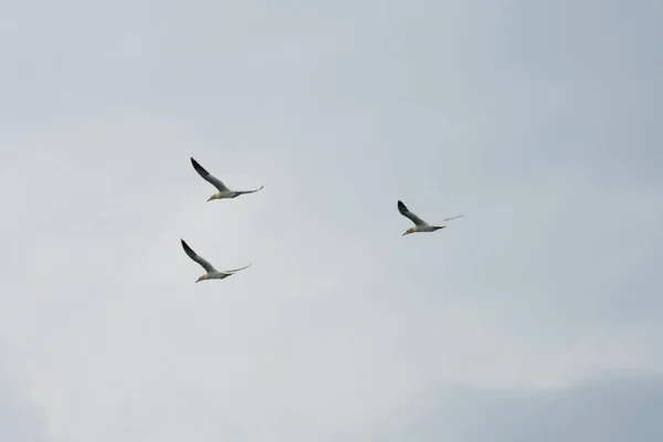 Tři Severní Gannet Létání Synchronizováno Zataženo Francie — Stock fotografie