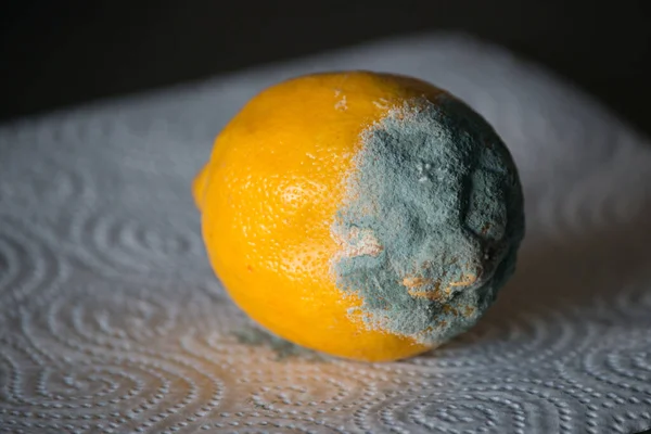 Expired lemon with growing mold. White kitchen paper