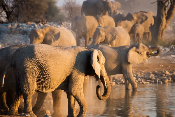 Elefantes Buraco Água Durante Pôr Sol Namíbia — Fotografia de Stock