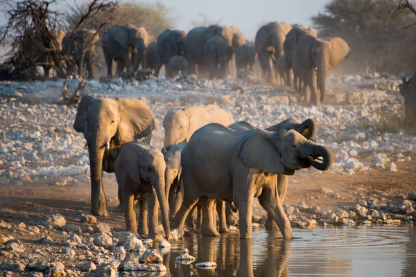 아프리카 코끼리 무리들 물웅덩이 근처에 있습니다 — 스톡 사진