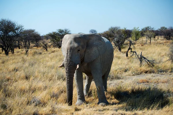 이름이 사바나 코끼리에요 아프리카 — 스톡 사진