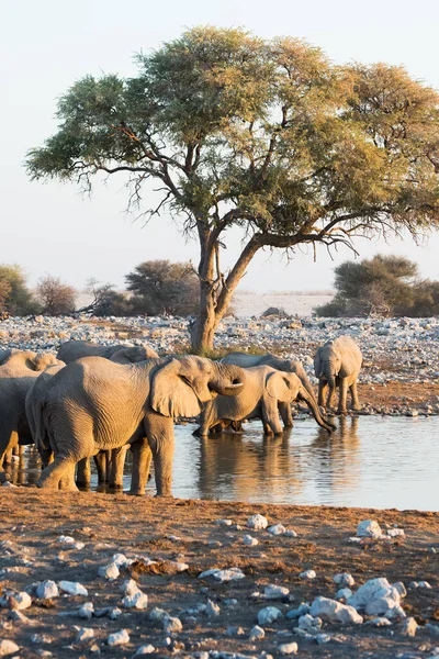 Bela Paisagem Com Rebanho Elefantes Buraco Água Namíbia — Fotografia de Stock