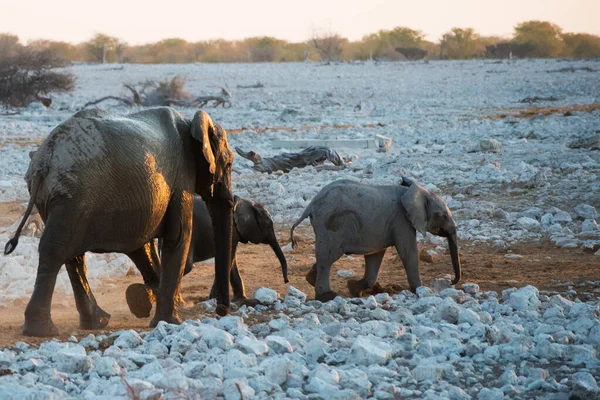 Elefante Grande Com Dois Elefantes Bebés Afastar Namíbia — Fotografia de Stock