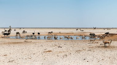 Etosha Ulusal Parkı 'nda şiddetli bir hava akımı sırasında su birikintisi çevresindeki hayvanlar. Namibya. Afrika