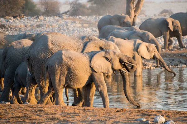 Rebanho Elefantes Bebendo Buraco Água Durante Pôr Sol Namíbia — Fotografia de Stock