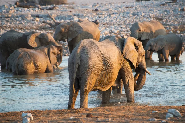 빛으로 물웅덩이에 아프리카 코끼리 — 스톡 사진