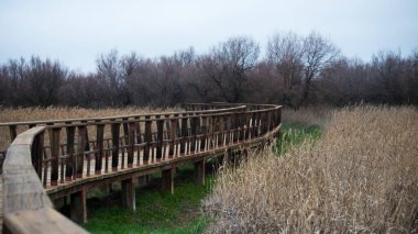 Daimiel 'de kış. Şiddetli kuraklık, parkta su yok. İspanya