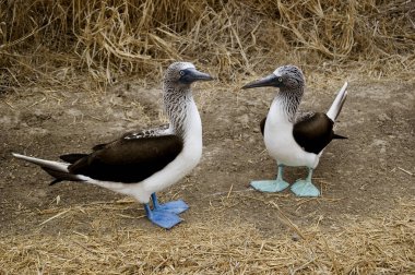 Blue-footed booby is easily recognizable by its distinctive bright blue feet, which is a sexually selected trait and a product of their diet