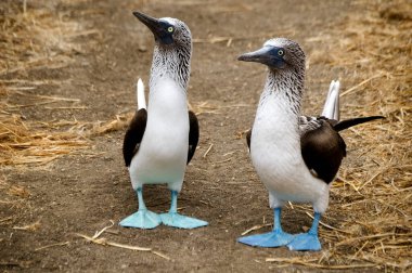 Blue-footed booby is easily recognizable by its distinctive bright blue feet, which is a sexually selected trait and a product of their diet