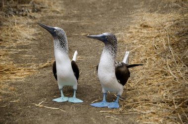 Couple of blue footed booby looking to their right in a funny way. Ecuador
