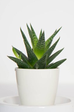 Side view of a beautiful cactus with white background. Interior