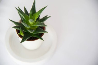 Above view of a beautiful cactus in a white pot with white background. Interior