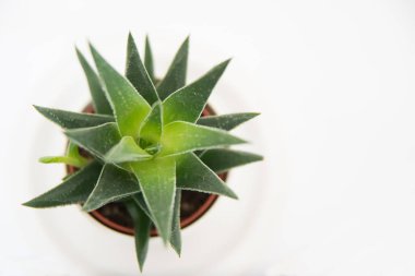 Above view of a beautiful cactus in a white pot with white background. Interior