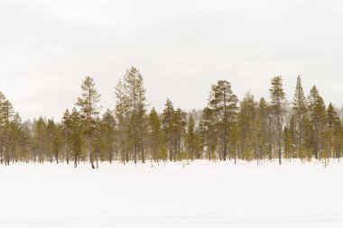 Beautiful landscape with a forest and snow falling down. Lapland