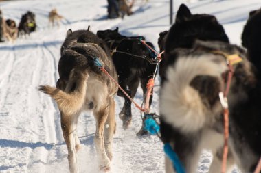 Picture of husky dogs while enjoying a sleigh dog ride. Lapland