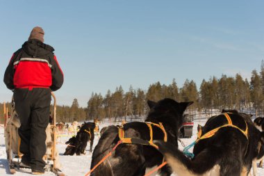 Unrecognizable person with sleigh dog rides. Lapland
