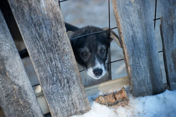 Cute puppy husky dog behind a wood fence. Lapland