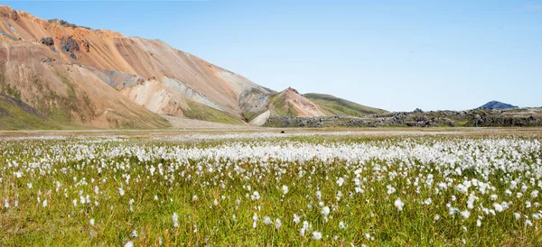 Prairie with wild flowers and lava mountains. Laugavegur, Iceland