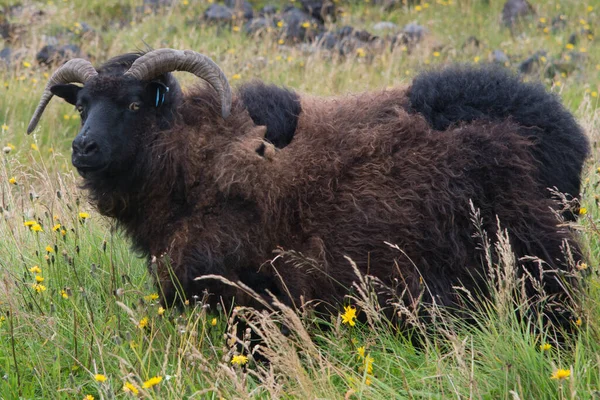 アイスランドの大きなオスの羊を閉じます 草の周り — ストック写真