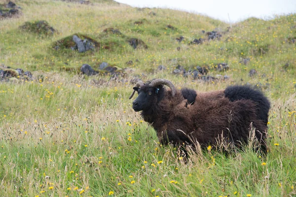 Portrait Mouton Mâle Dans Environnement Vert Islande — Photo