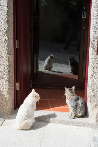 İki kedi bir evin girişinde oturuyor. Bir bardağa yansıtılmış.