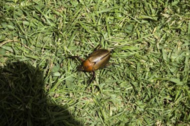 Çimenlerde yürüyen kahverengi böcek. Ekvador