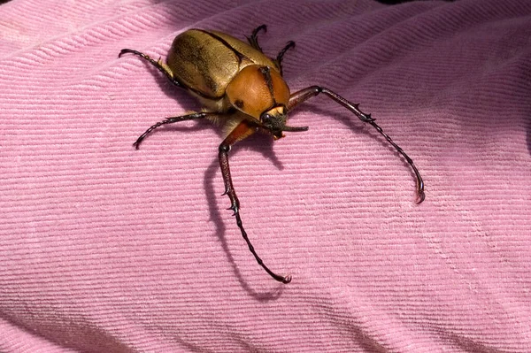 Escarabajo Hércules Dynastes Hercules Puede Crecer Hasta Más Pulgadas Largo —  Fotos de Stock