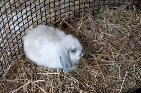 Милый Белый Кролик Длинными Ушами Соломенная Кровать — стоковое фото