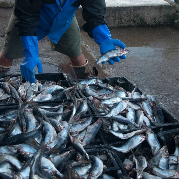 渔夫手拿着蓝色手套 手里拿着鱼 美国缅因州洛克波特 — 图库照片