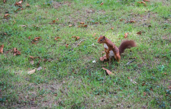 Niedliches Eichhörnchen Steht Auf Dem Gras Draußen — Stockfoto