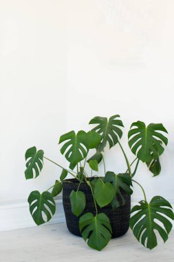 Beyaz arka planı olan güzel bir bitki. Monstera deliciosa, İsviçre peynir bitkisi veya bölünmüş yapraklı filodendron.