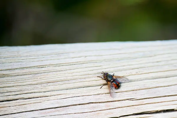 Common fly on a wooden board. Sunny day