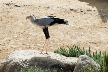 Kuşa 1.3 metre yükseklik veren vinç gibi bacakları olan kartal benzeri gövdeli büyük bir kuş. Yetişkinlerin tüysüz kırmızı-turuncu yüzleri ve düz koyu renkli ibikleri ve siyah uçuş tüyleri vardır.