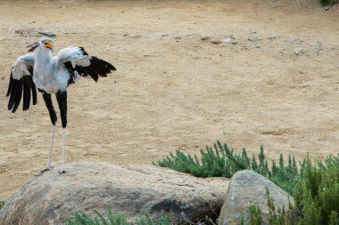 Kuşa 1.3 metre yükseklik veren vinç benzeri bacakları olan büyük bir kuş. Yetişkinlerin tüysüz kırmızı-turuncu yüzleri ve ağırlıklı olarak gri tüyleri, düz koyu ibikleri ve siyah uçuş tüyleri ve baldırları vardır..