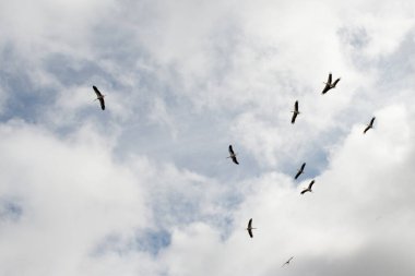 Leylekler büyük, uzun bacaklı, uzun boyunlu ve uzun gagalı kuşlardır. Ciconiiidae familyasına ait olup, Ciconiformes takımını oluştururlar.