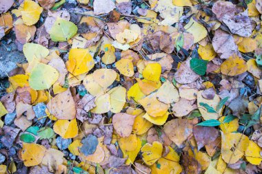 Yerde renkli yapraklar olan sonbahar arkaplanı